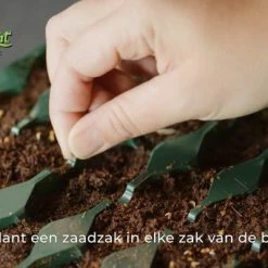 Groothandel ❤️ Baza Seeds B.V. Adventskalende 2022 Complete Zaden Kweekset - Kerstman ❤️ -Crafts&Co winkel 550x341 4