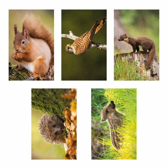 Begroting ❤️ De Hobbit A6 Spiraal Agenda Natuur 2023 🥰 3 Begroting ❤️ De Hobbit A6 Spiraal Agenda Natuur 2023 🥰 - Afbeelding 3