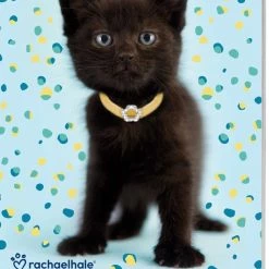 Kopen 🎁 Interstat Rachael Hale - Weekkalender - Kittens - Kat - 2023 🤩